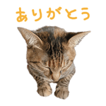 746939937