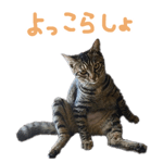 746939942
