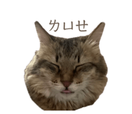747244681