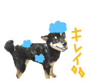 75145480