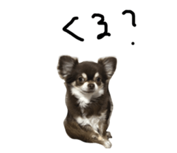75516481