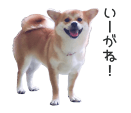 75607887