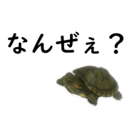 75647701