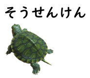 75647723