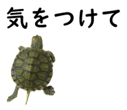 75647724