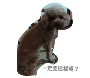 75683767