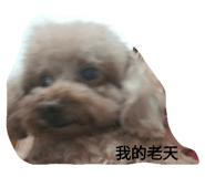 75683771