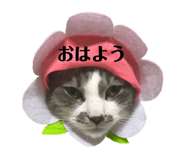 75921558