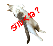 75921570