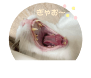 760673888