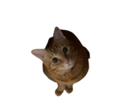 760738728