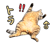 761321002