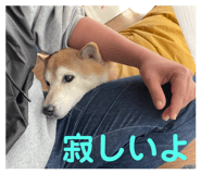 761453676