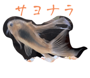 761945270