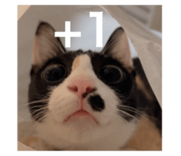762228636