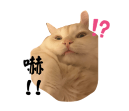 762368646