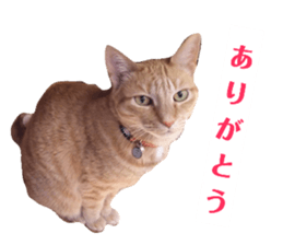 76240934