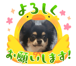 762431385