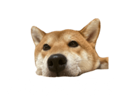 762621606