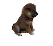 762621607
