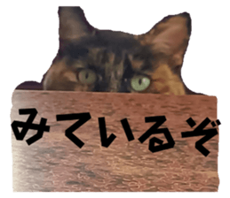 762627081