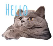 762645442