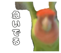 762680003