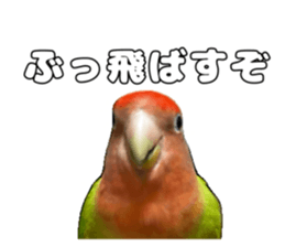 762680018
