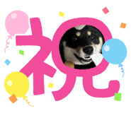 762685038