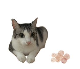 762755068