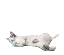 762755103
