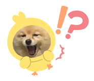 762772264