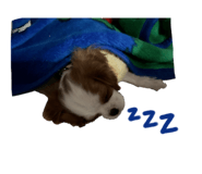 762779338