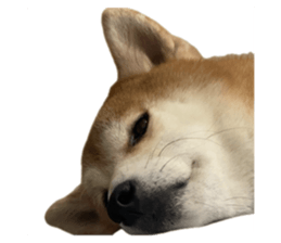 762795733