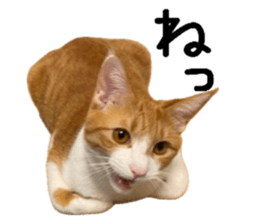 762811196