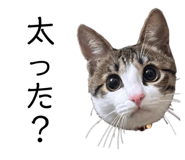 762837166