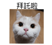 762994545