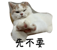 762994554