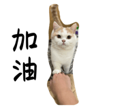 762994556