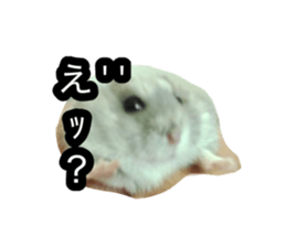 763245438