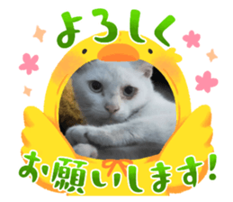 763296916