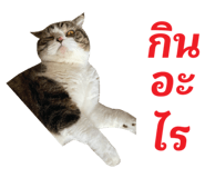 763300964