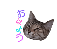 76332113