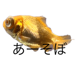 763336706