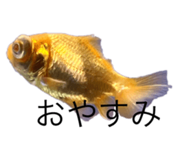 763336707