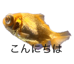 763336709