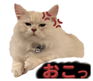 763534313