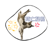 763808558