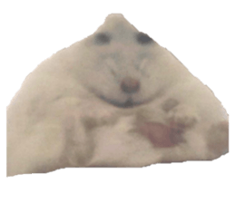 764380650