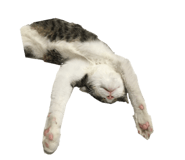 765726699